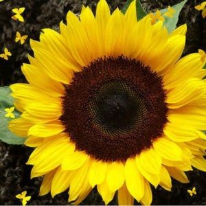 Meet your Posher, Sunflower J